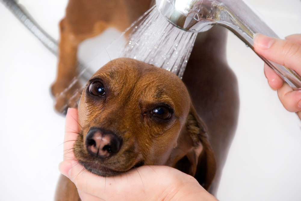 dog getting shower by vet