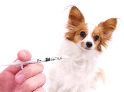 Dogs and cats deserve a fighting chance against devastating diseases like rabies. Pet vaccinations from our Canton veterinarian give them just that.